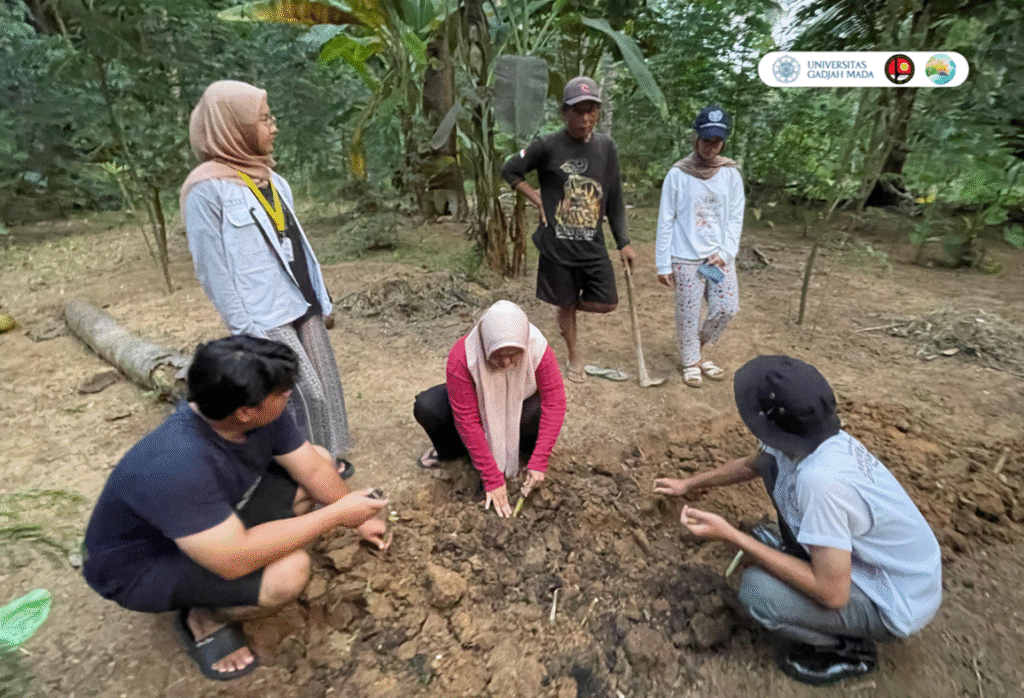 Penanaman Rumput Gama Umami di Widoro untuk Ketahanan Pakan Ternak