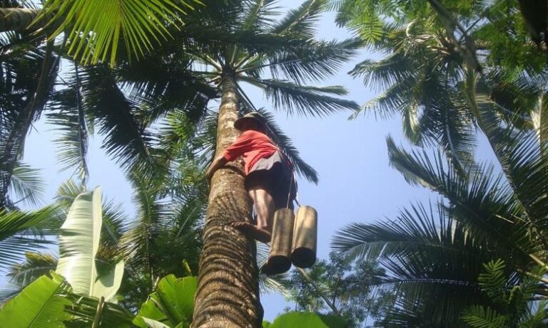 Penderes Nira Kelapa: Profesi Penggerak Ekonomi Desa Widoro