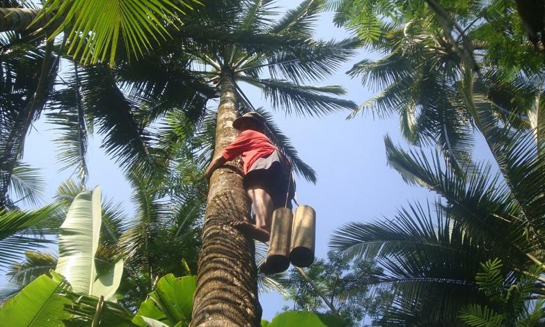 Penderes Kelapa